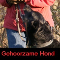 Gehoorzame Hond