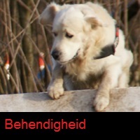 Behendigheid