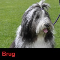Brugcursus