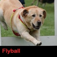 Flyball