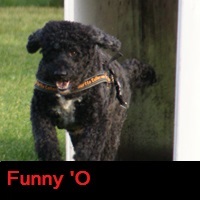 Funny 'O