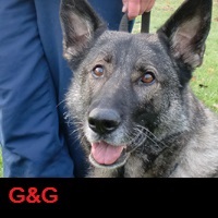 Gedrag en Gehoorzaamheid