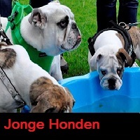 Jonge Honden