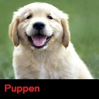 Puppen