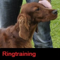 Ringtraining